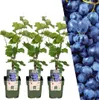 Plants by Frank | 3 Weinreben Pflanzen 100% Biologisch | Produktbild-Vorschau 1