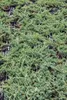 Juniperus horizontalis 'Blue Chip', Kriech-Wacholder, Produktbild-Vorschau 5