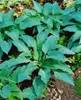 Hosta sieboldiana 'Blue Angel', Blaublatt-Funkie, ca. 13 cm Produktbild-Vorschau 2