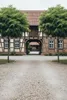 Robinia Umbraculifera, Kugelrobinie Stamm, Kugelbaum Produktbild-Vorschau 4