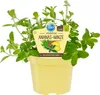 Menthe ananas- Mentha suaveolens variegata - Plante Voir les images du produit 1