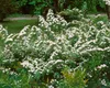 Spiraea nipponica 'Snowmound', Japanische Spiere, weiß, Produktbild-Vorschau 11