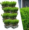 Bosso - Buxus NewGen Freedom - 48 piante - altezza circa 15 Anteprima dell’immagine prodotto 1