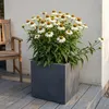 Stauden Gänge 1 x Echinacea purpurea 'PowWow White' - Produktbild-Vorschau 3