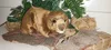 A stuffed beaver toy sitting on a piece of bark, surrounded by straw bales and greenery. Náhled obrázku produktu