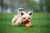 Ball für große Hunde, Schwimmt auf dem Wasser, Bindung Produktbild-Vorschau 2