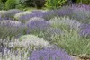 Stauden Gänge 30 x Lavandula angustifolia Mix in 3 Sorten - Produktbild-Vorschau 2