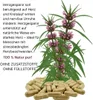 Echtes Herzgespann Motherwort 720 (4x180) Pulver Kapseln Produktbild-Vorschau 3
