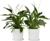 Skrzydłokwiat - 2 szt - Spathiphyllum 'Lima' - Wysokość Podgląd zdjęcia produktu 7