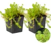 2er-Set Myriophyllum Red Stem, Papageienfeder, 10-20 cm, Produktbild-Vorschau 2