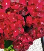 BALDUR Garten 1x Freiland-Hortensie Ruby Tuesday, Pflanze Produktbild-Vorschau 2