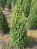 Juniperus communis Suecica - Schwedischer Säulenwacholder Produktbild-Vorschau 2