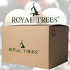 A cardboard box with the 'ROYAL TREES' logo and Christmas ornaments in the background. Voir les images du produit