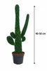 Consolea rubescens: 40–50 cm. Baumopuntie. Fico di India. Anteprima dell’immagine prodotto 5