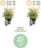 Green boutiQ - Plante de jardin - Nandina Twilight - Voir les images du produit 12