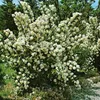 Philadelphus 'Bouquet Blanc', Pfeifenstrauch, weiß, 100–125 Produktbild-Vorschau 3
