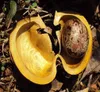 Gummiboom (Hevea brasiliensis) - 2 stuks Productafbeelding-voorbeeld 6