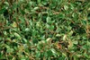 100 Stück, Topf 9cm, Bodendecker kriechend Cotoneaster Produktbild-Vorschau 4