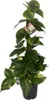 Epipremnum Aureum - Bluszcz na patyku z mchu Doniczka Ø 19 Podgląd zdjęcia produktu 1