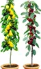 BALDUR Garten Säulenobst-Duo Birne & Kirsche, 2 Pflanzen Produktbild-Vorschau 1