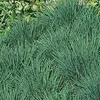 6 x Schillergras - Koeleria glauca  | Topf 9cm x 9cm Produktbild-Vorschau 1