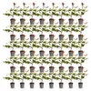 Green boutiQ - 40x Photinia fraseri Red Robin - Glanzmispel Produktbild-Vorschau 2