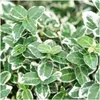 Plants by Frank | 12 Plantes de fusain multicolores | Voir les images du produit 3