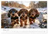 Zauberhafte Dackel (Wandkalender 2027 DIN A4 quer), Produktbild-Vorschau 10