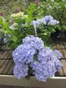Garland Hydrangea macrophylla French Bolero ® - Produktbild-Vorschau 1