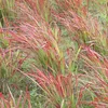 6 x Blutgras Red Baron - Imperata cylindrica 'Red Baron' | Náhled obrázku produktu 2