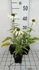 6 x  Echinacea purp. 'Baby Swan White' - Sonnenhut - Topf 9 Produktbild-Vorschau 2