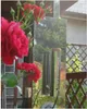 A close-up of a stainless steel smoke generator with two tubes, set against a backdrop of red roses and a wooden fence. Produktbild-Vorschau