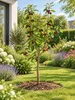 Süßkirsche ‘Regina’ 100–120 cm – Prunus avium dunkelrote Produktbild-Vorschau 3