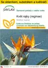 SAFLAX Kultivační sada - květ rajky (reginae) - Strelitzia Náhled obrázku produktu 1