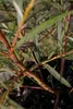 Rosmarinweide - Lavendelweide - Salix rosmarinifolia Produktbild-Vorschau 2