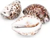 Kauri-Tigerschnecke Cypraea tigris Deko Muschel 5cm Produktbild-Vorschau 3
