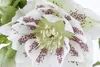 Helleborus x orientalis 'Ballard', Lenzrose, ca. 11x11 cm Produktbild-Vorschau 2