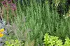 A close-up view of a variety of herbs growing in a garden, with rosemary being the most prominent. Produktbild-Vorschau