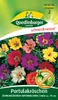 Quedlinburger Saatgut - Portulakröschen Einfachblühend - Produktbild-Vorschau 3