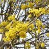 Green boutiQ - Plante de jardin - Cornus mas - Fleurs Voir les images du produit 4