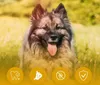 A dog sitting in a grassy field with icons at the bottom. Anteprima dell’immagine prodotto