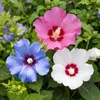 GreenboutiQ - Sträucher - Hibiscus syriacus Tricolour - Produktbild-Vorschau 6