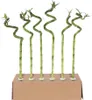Dracena - 6 szt - Dracaena sanderiana - Wysokość 40-50cm - Podgląd zdjęcia produktu 1