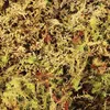 Komodo Habitat Moss 100g - mech torfowiec komodo Podgląd zdjęcia produktu 5