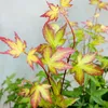 Close-up of Japanese Maple leaves with vibrant colors. Produktbild-Vorschau