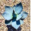 Semena Agave Titanota 'Blue' - balení 5 ks - Exotická Náhled obrázku produktu 4