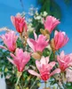 Magnolia stellata 'Rosea', Sternmagnolie, rosa Blüten, Produktbild-Vorschau 11