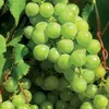 Vinná réva Supaga 2L Náhled obrázku produktu 1