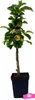 Malus domestica Ballerina 'Charlotte' 5 Liter Topf, Produktbild-Vorschau 3