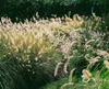 Pennisetum alopecuroides 'Hameln', Lampenputzergras, ca. Produktbild-Vorschau 14